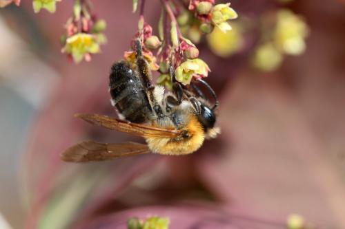 Andrena nitida