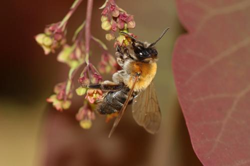 Andrena nitida