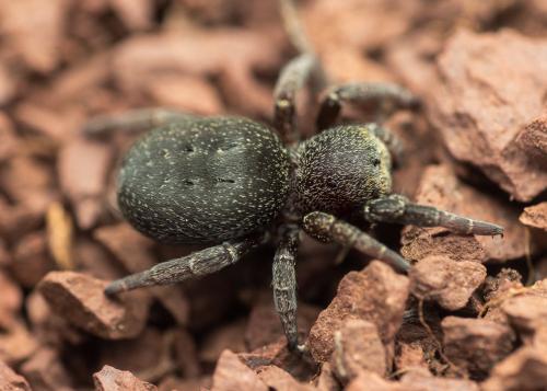 Eresus sp.