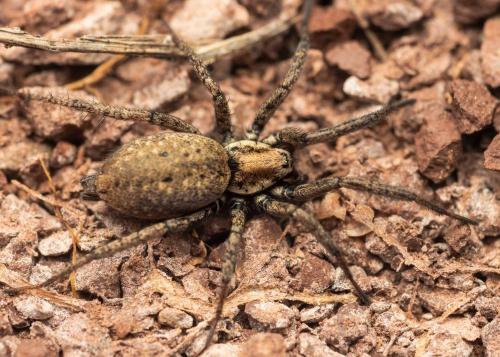 Nomisia sp.