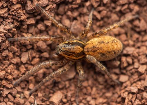 Arctosa villica