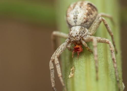 Philodromus sp.