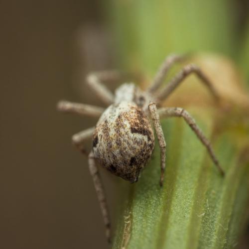 Philodromus sp.