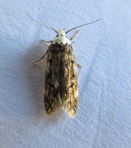 Réf. 302 482 : Endrosis sarcitrella