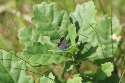 Cupido minimus