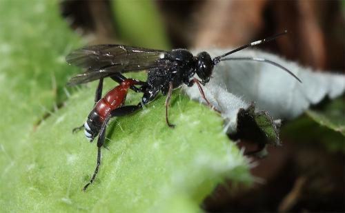 Anisobas sp.