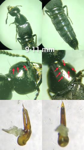 Philonthus succicola