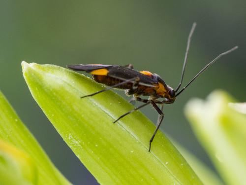 Capsodes flavomarginatus