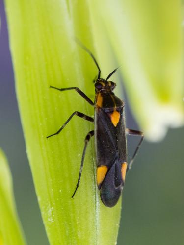 Réf. 302 323 : Capsodes flavomarginatus