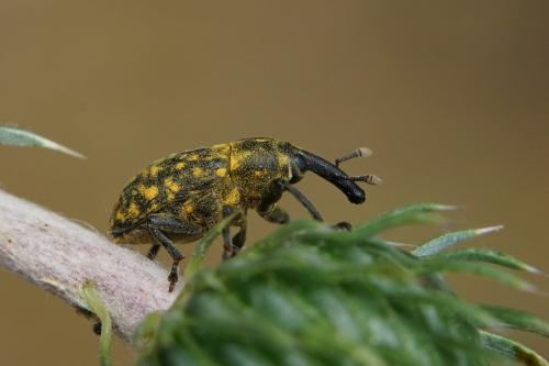 Réf. 302 984 : Larinus sp.