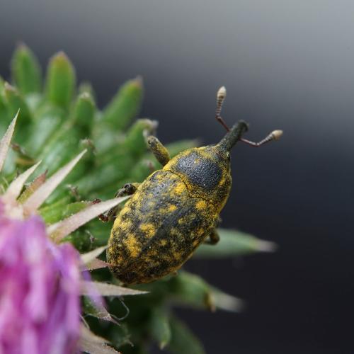 Réf. 302 985 : Larinus sp.