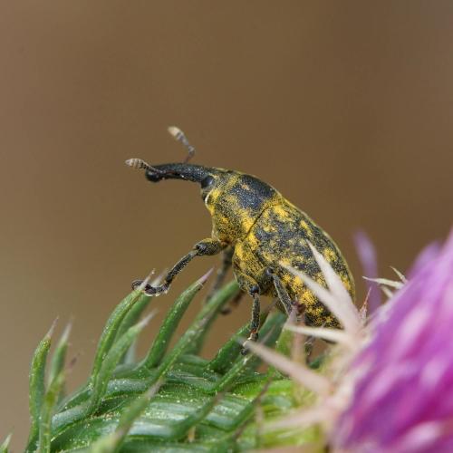 Réf. 302 986 : Larinus sp.