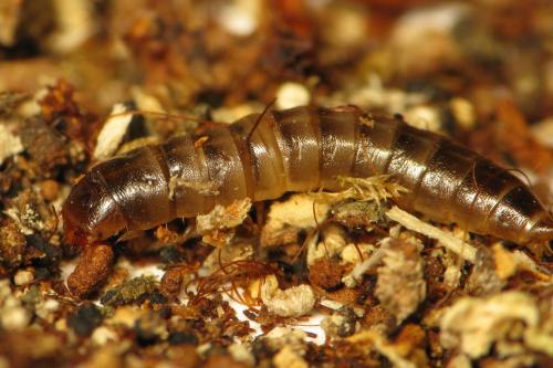 Platydema dejeanii