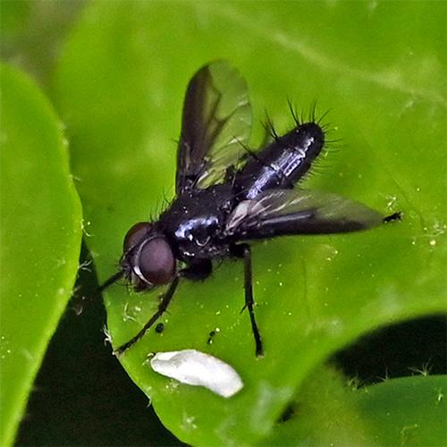 Réf. 302 622 : Nyctia halterata