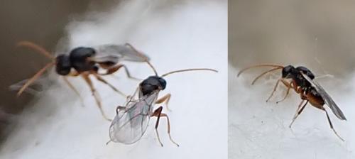 Andricus grossulariae