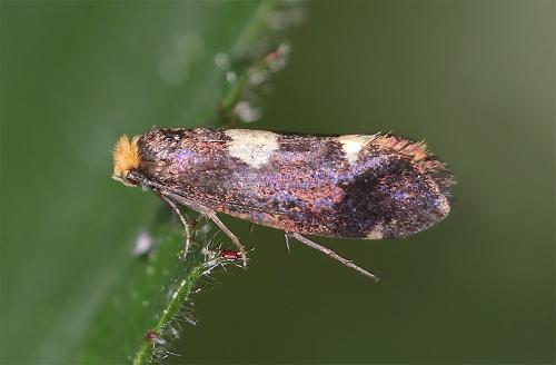Incurvaria oehlmanniella