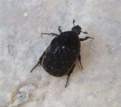 Réf. 302 909 : Netocia morio