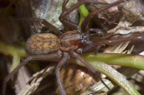 Eratigena atrica