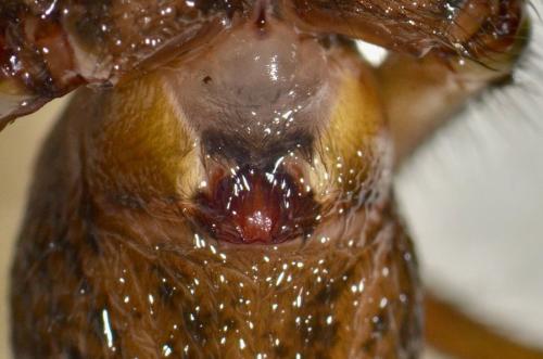 Eratigena atrica