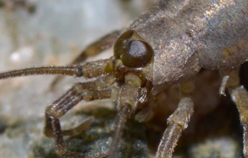 Petrobius sp.