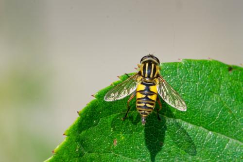 Helophilus pendulus