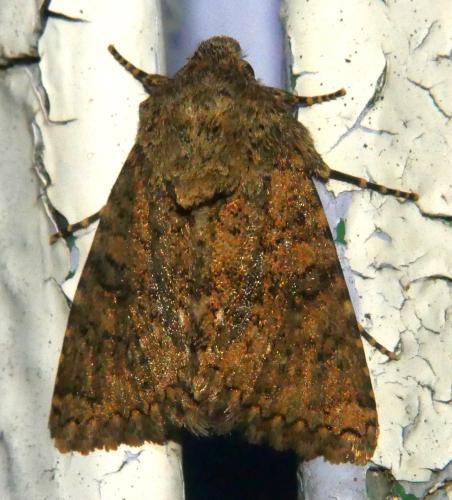 Réf. 302 944 : Recoropha canteneri