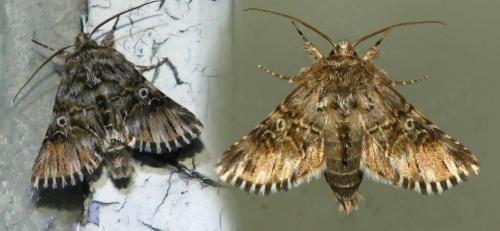 Omphalophana antirrhinii