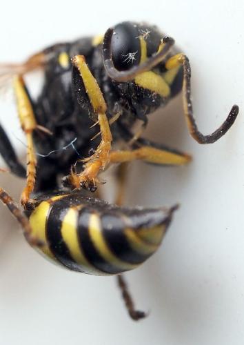 Gorytes planifrons