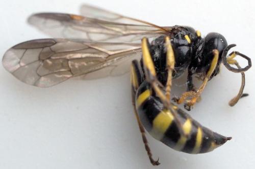 Réf. 302 315 : Gorytes planifrons