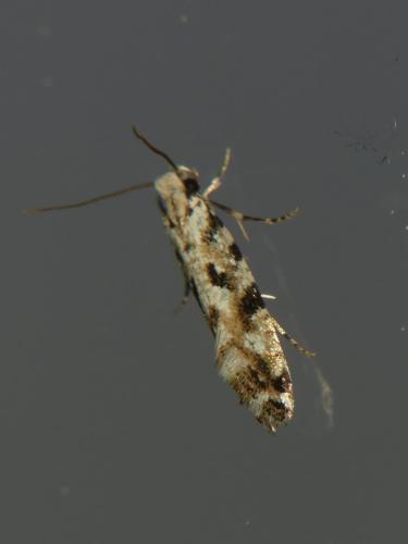 Réf. 302 522 : Nemapogon sp.