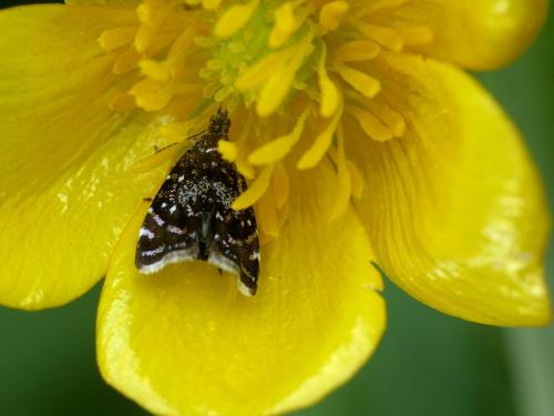 Réf. 302 430 : Prochoreutis myllerana