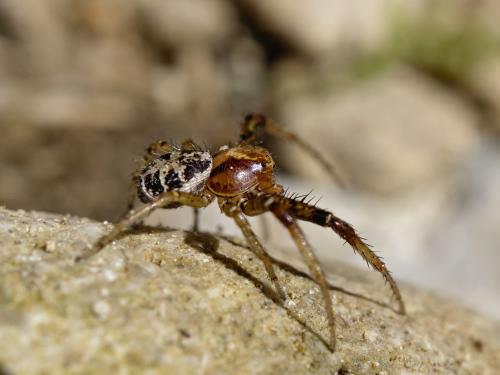 Xysticus lanio