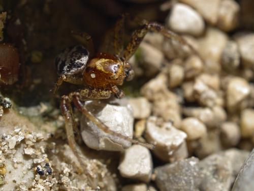 Xysticus lanio