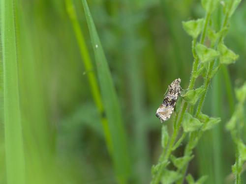 Celypha lacunana