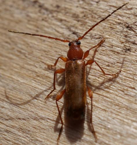 Réf. 302 648 : Phymatodes testaceus