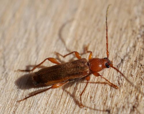 Réf. 302 649 : Phymatodes testaceus