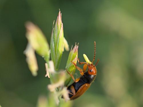 Réf. 302 963 : Diachromus germanus