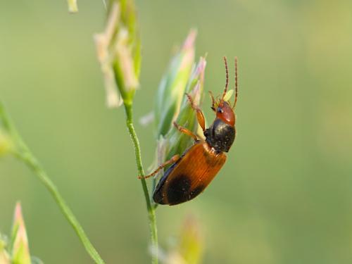 Réf. 302 964 : Diachromus germanus
