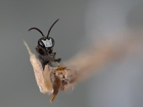 Hylaeus confusus