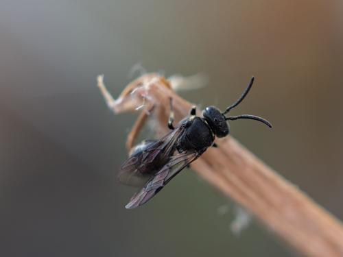 Réf. 302 762 : Hylaeus confusus