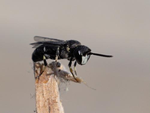 Réf. 302 761 : Hylaeus confusus