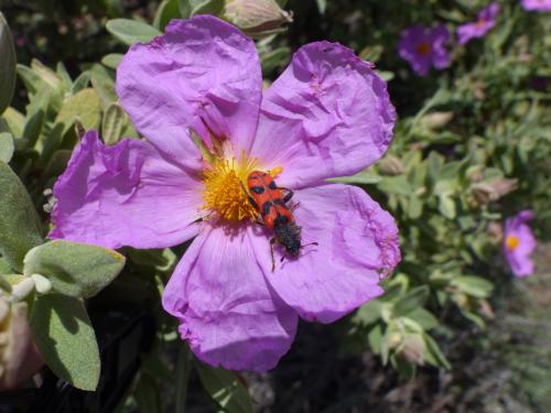 Trichodes umbellatarum