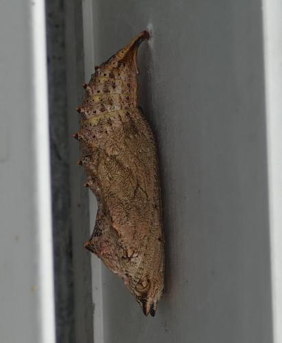 Réf. 302 073 : Aglais urticae