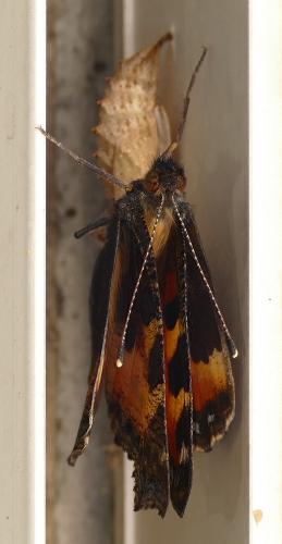Aglais urticae