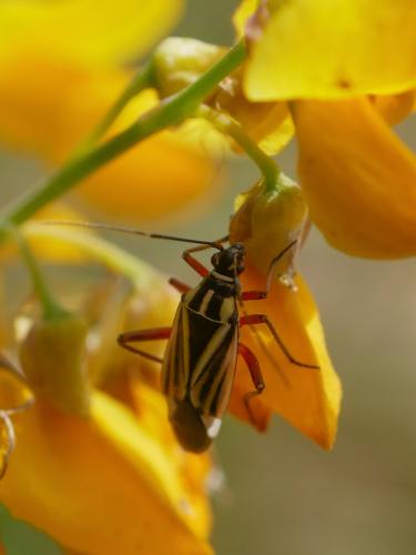 Réf. 302 791 : Hadrodemus m-flavum