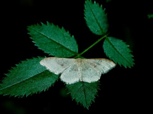 Réf. 302 818 : Idaea degeneraria