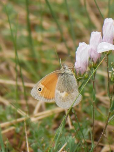 Coenonympha pamphilus