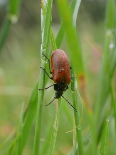 Réf. 302 915 : Omophlus sp.