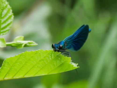 Calopteryx xanthostoma