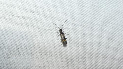 Réf. 302 905 : Malthininae inconnu